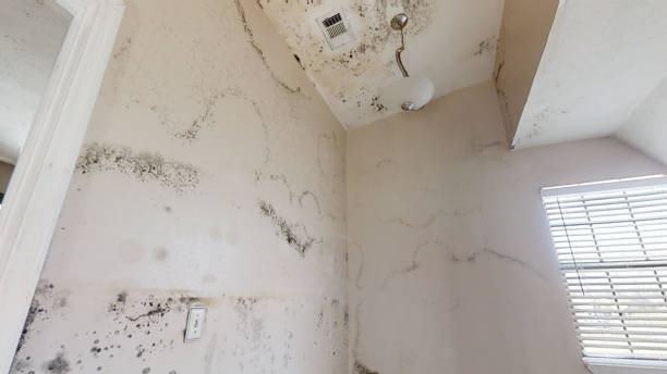 Best Industrial Mold Remediation  in Caledonia, MN
