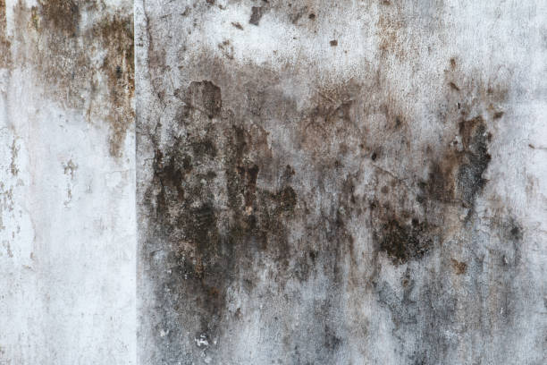 Best Forensic Mold Investigation  in Caledonia, MN