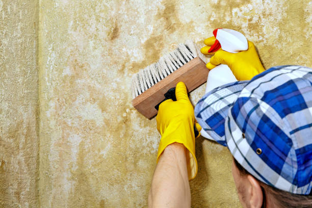 Best Post-Construction Mold Inspection  in Caledonia, MN