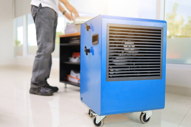 Best Basement Mold Removal  in Caledonia, MN