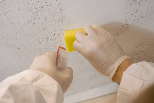 Reliable Caledonia, MN Mold Removal Solutions