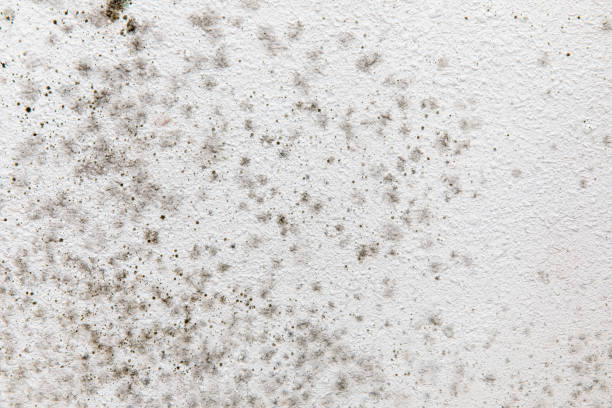 Best Mold Documentation for Insurance Claims  in Caledonia, MN